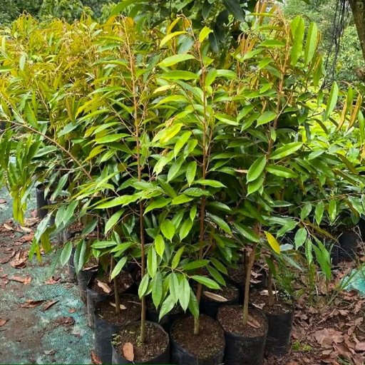 Bibit Kaki 1 - Bibit Durian Super