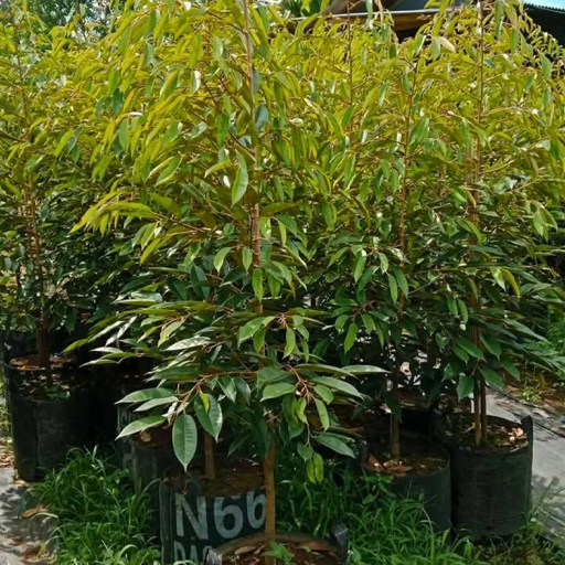 Bibit Kaki 1 - Bibit Durian Super