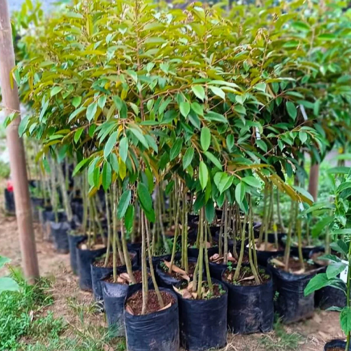 Bibit Kaki 3 - Bibit Durian Super